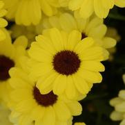 Argyranthemum frutescens 'Grandessa Yellow' Argyranthemum frutescens 'Grandessa Yellow'