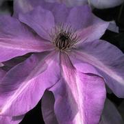 Clematis 'Shimmer' Clematis 'Shimmer'