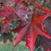 Acer plat.x trunc. 'Crimson Sunset' Acer plat.x trunc. 'Crimson Sunset'