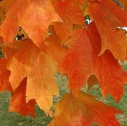 Acer Saccharum 'Fall Fiesta' Acer Saccharum 'Fall Fiesta'