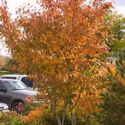 Amelanchier 'Autumn Brilliance' Amelanchier 'Autumn Brilliance'