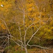 Betula papyrifera Betula papyrifera