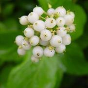 Cornus serv 'Flaviramea' Cornus serv 'Flaviramea'