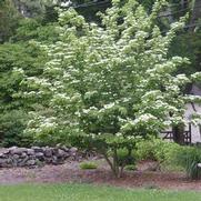 Cornus Kousa Cornus Kousa