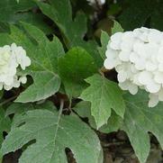 Hydrangea quercifolia 'Snow Queen' Hydrangea quercifolia 'Snow Queen'