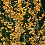 Ilex verticillata 'Berry Heavy Gold' Ilex verticillata 'Berry Heavy Gold'