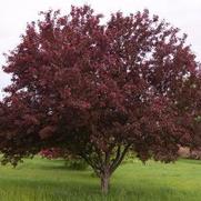 Malus domestica 'Royalty' Malus domestica 'Royalty'
