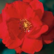 Rosa 'Rambling Red' Rosa 'Rambling Red'