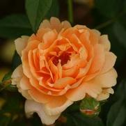 Rosa 'At Last' Rosa 'At Last'