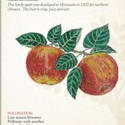 Malus domestica 'Haralson' Malus domestica 'Haralson'