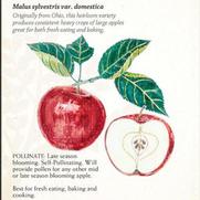 Malus domestica 'Red Rome' Malus domestica 'Red Rome'