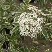Sambucus nigra 'Instant Karma' Sambucus nigra 'Instant Karma'