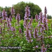 Agastache hybrid 'Kudos Silver Blue' Agastache hybrid 'Kudos Silver Blue'