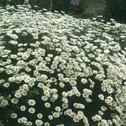 Anthemis tinctoria 'Sauce Hollandaise' Anthemis tinctoria 'Sauce Hollandaise'