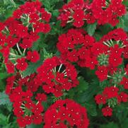Verbena hybrid 'Tukana Scarlet' Verbena hybrid 'Tukana Scarlet'