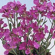 Arabis blepharophylla 'Spring Charm' Arabis blepharophylla 'Spring Charm'