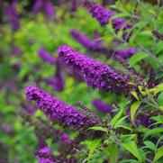 Buddleia davidii 'Crown Jewels' Buddleia davidii 'Crown Jewels'