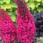 Buddleia davidii 'Prince Charming' Buddleia davidii 'Prince Charming'