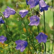 Campanula rotundifolia 'Thumbell Blue' Campanula rotundifolia 'Thumbell Blue'