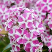 Phlox paniculata 'Bambini Candy Crush' Phlox paniculata 'Bambini Candy Crush'