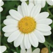Argyranthemum frutescens 'Madeira White' Argyranthemum frutescens 'Madeira White'
