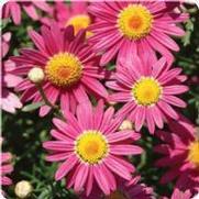 Argyranthemum frutescens 'Madeira Deep Pink' Argyranthemum frutescens 'Madeira Deep Pink'