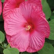 Hibiscus mosheutos 'Luna Rose' Hibiscus mosheutos 'Luna Rose'