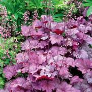 Heuchera hybrid 'Georgia Plum' Heuchera hybrid 'Georgia Plum'