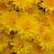 Chrysanthemum Garden Mum 'Gold Riot Yellow' Chrysanthemum Garden Mum 'Gold Riot Yellow'