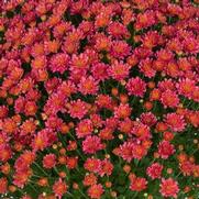 Chrysanthemum Garden Mum 'Jacqueline Rose' Chrysanthemum Garden Mum 'Jacqueline Rose'