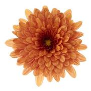 Chrysanthemum Garden Mum 'Morgana Orange' Chrysanthemum Garden Mum 'Morgana Orange'