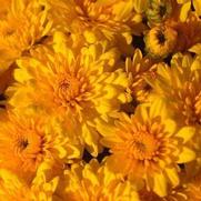 Chrysanthemum Garden Mum 'Sundance Yellow' Chrysanthemum Garden Mum 'Sundance Yellow'