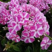 Phlox paniculata 'Bambini Candy Crush' Phlox paniculata 'Bambini Candy Crush'