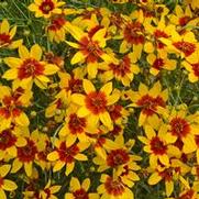 Coreopsis verticillata 'Sizzle & Spice Curry Up'