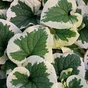 Brunnera macrophylla 'Variegata' Brunnera macrophylla 'Variegata'