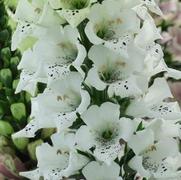Digitalis purpurea 'Snowy Mountain' Digitalis purpurea 'Snowy Mountain'