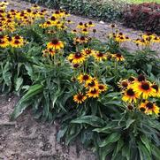 Echinacea purpurea 'Bird Parrot' Echinacea purpurea 'Bird Parrot'