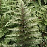Athyrium nipponicum 'Red Beauty' Athyrium nipponicum 'Red Beauty'