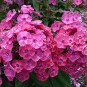 Phlox paniculata 'Junior Dance' Phlox paniculata 'Junior Dance'