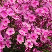 Phlox paniculata 'Smokey' Phlox paniculata 'Smokey'