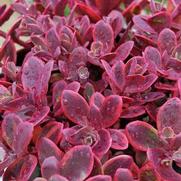 Sedum 'Sun Sparkler Wildfire' Sedum 'Sun Sparkler Wildfire'