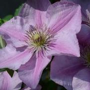 Clematis 'Endellion' Clematis 'Endellion'