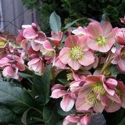 Helleborus 'HGC Merlin' Helleborus 'HGC Merlin'