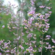Thalictrum rochebrunianum Thalictrum rochebrunianum