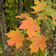 Acer Saccharum 'Sugar Sweet' Acer Saccharum 'Sugar Sweet'