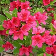 Azalea hybrid 'Bixby' Azalea hybrid 'Bixby'