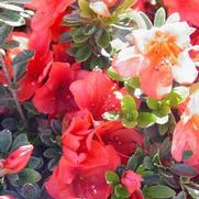 Azalea hybrid 'Joseph Hill' Azalea hybrid 'Joseph Hill'