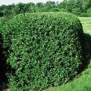 Ligustrum vulgare 'Cheyenne' Ligustrum vulgare 'Cheyenne'