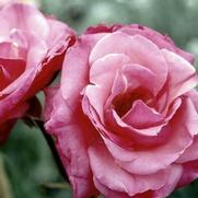 Rosa 'Grandma's Blessing' Rosa 'Grandma's Blessing'