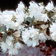 Philadelphus hybrid 'Snowbelle' Philadelphus hybrid 'Snowbelle'